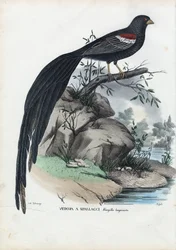 Sibirischer Fink, 1863-79